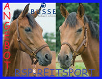 Trensen & Halfter bei RSP-Reitsport